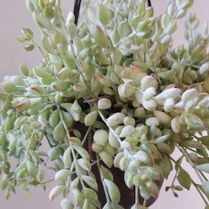 4 Cotyledon Pendens Succulent Cuttings (3-4&quot;)