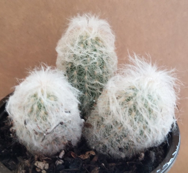 4.0pot Peruvian old LadyEspostoa melanostele