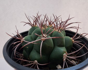 4" pot of Gymnocalycium Saglione Cactus