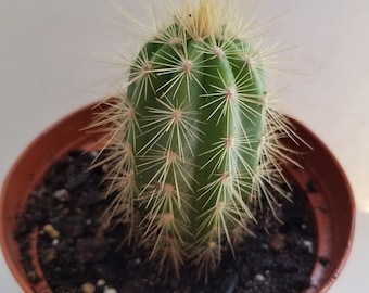 4" Pot of Species Cactus