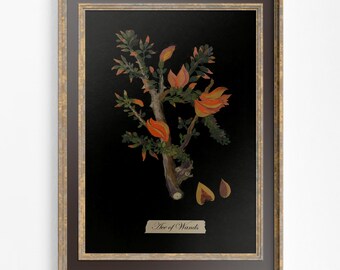 Ace of Wands Print - Botanical Tarot Art