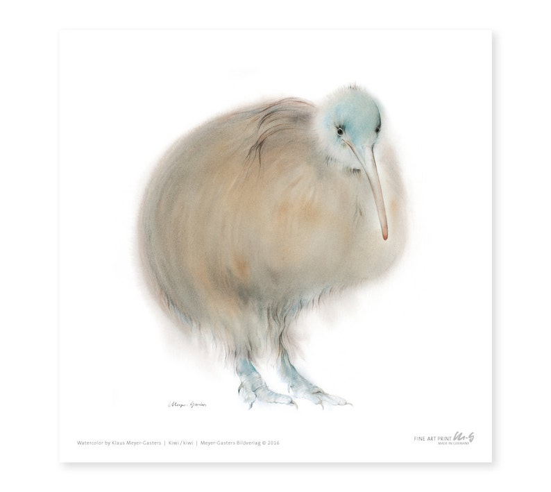 Australian kiwi fine art print, watercolor, 8,3 x 8,3 inch, limited edition, painted by Klaus Meyer-Gasters image 1