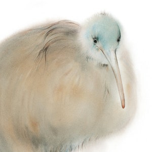 Australian kiwi fine art print, watercolor, 8,3 x 8,3 inch, limited edition, painted by Klaus Meyer-Gasters image 2