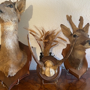 Hunting trophy Roe deer, 2 horns, antlers, roe deer wood, interior decoration, cabinet of curiosities (ref/238)