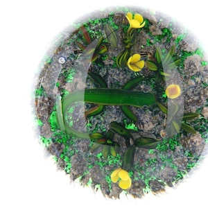 May include: A clear glass paperweight with a detailed interior design. The paperweight features a green, leaf-like shape and yellow flower accents set against a textured, gray and green background. The design is encased in a clear, rounded glass form.