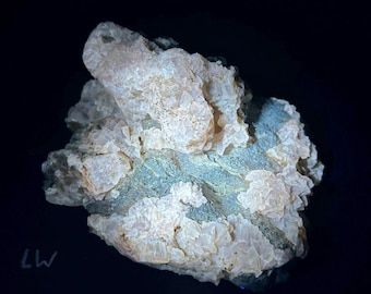 Fluorescent / Phosphorescent Calcite and fossilized clams from Rucks' Pit, Fort Drum, Okeechobee County, Florida, USA. Sw Mw Lw Uv - ET131