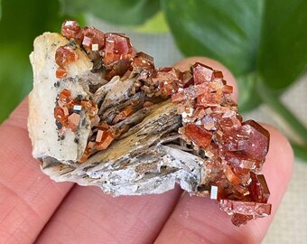 Red Vanadinite on Barite Blades crystal cluster. Bright red and black cluster from Mibladen, Morocco.