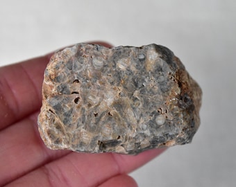 Unidentified Fossil Plate