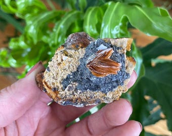 Wulfenite Crystals in some barite and quartz. Crystal cluster from Morocco