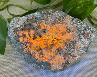 2 lb FLUORESCENT SODALITE specimen with Aegirine. Orange longwave Lw 365nm Uv . From Mont Saint-Hilaire, Quebec, Canada.