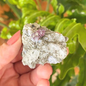 Könnte beinhalten: Eine Hand hält einen rauen, grauen Felsen mit einer Ansammlung kleiner, leuchtend rosa Kristalle. Der Felsen hat eine strukturierte Oberfläche mit Andeutungen von Weiß und Grün. Der Hintergrund zeigt verschwommenes grünes Laub.