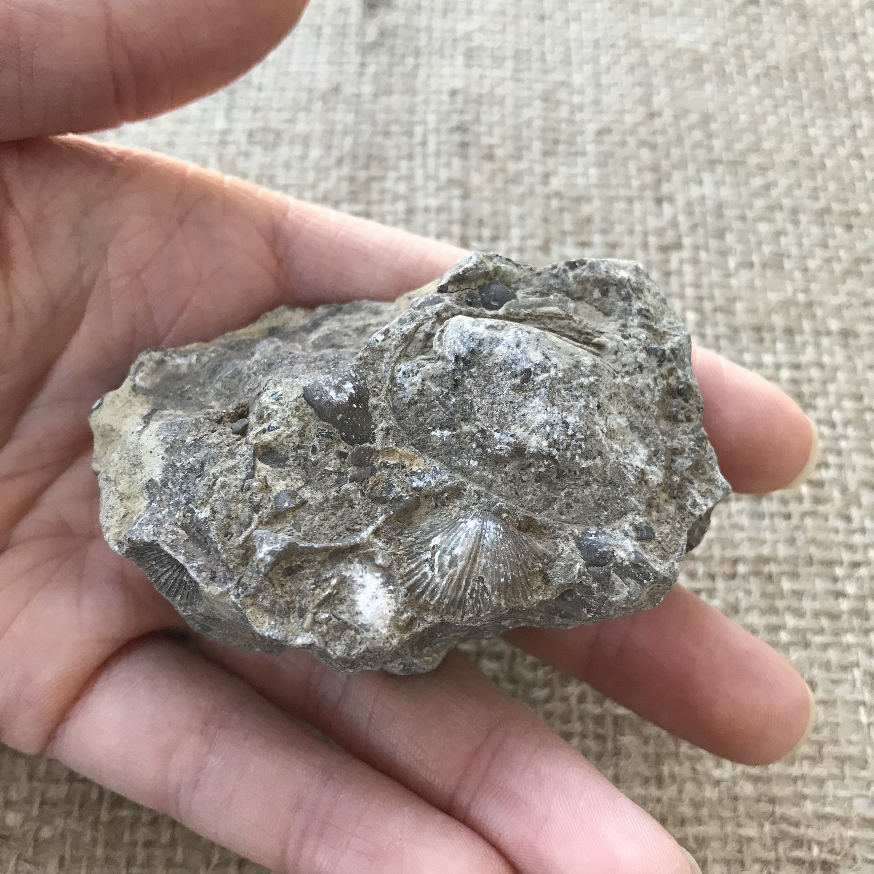 Fossil hash plate. Fossilized sea shells and shark teeth.