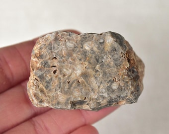 Unidentified Fossil Plate - ET124