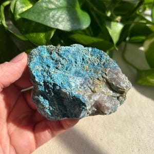 May include: A rough-hewn, natural stone specimen with a striking turquoise-blue hue. The mineral's surface has a textured, crystalline appearance, with areas of gray and tan. The stone is held against a backdrop of green foliage.
