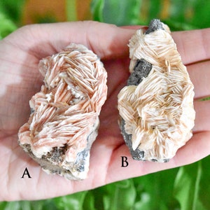 Può includere: Due pezzi di cristallo di selenite, uno è di colore rosa pallido e l'altro è bianco crema. Entrambi i cristalli hanno una texture stratificata e striata. I cristalli sono etichettati con A e B.