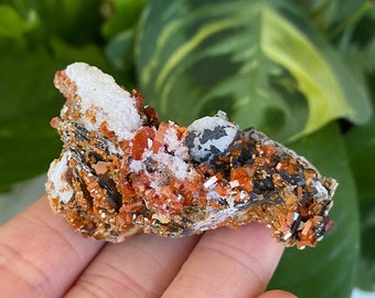 Red Vanadinite on Barite Blades crystal cluster. Bright red and black cluster from Mibladen, Morocco.