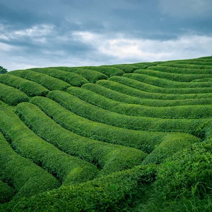 May include: A lush green tea plantation with rolling hills and rows of tea bushes. The plantation is set against a cloudy sky.