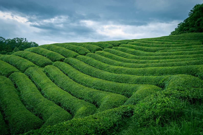 May include: A lush green tea plantation with rolling hills and rows of tea bushes. The plantation is set against a cloudy sky.