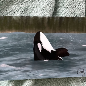 Orca Whale Surfacing-Print