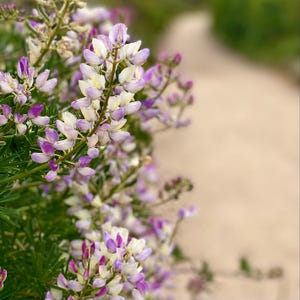 California Coastal Lupine