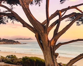Sunset Cypress