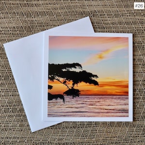 Cypress Study 2,Carmel by the Sea