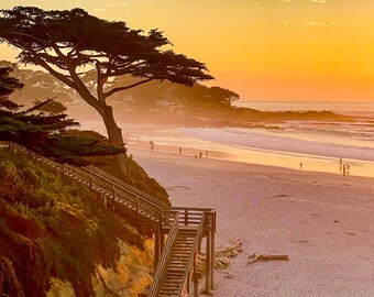 Sunset Cypress