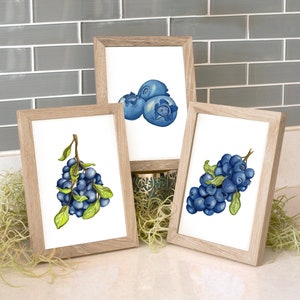 Blueberry Watercolor Prints - Set of Three - 5x7