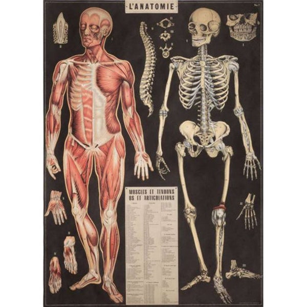 Poster Affiche vintage Anatomie papier pour decoupage 50 x 70cm impression mural vintage