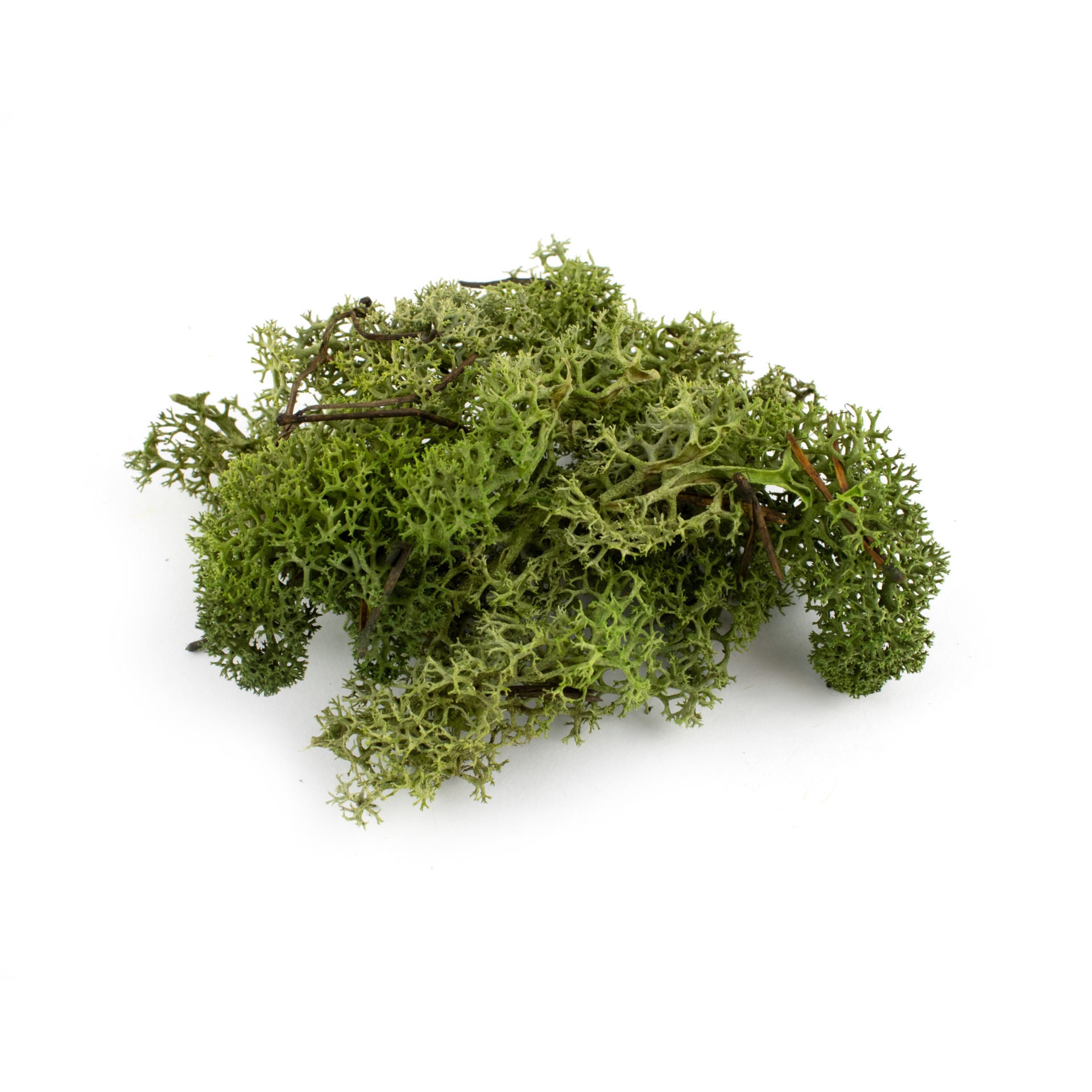 28 PCS Modèle Arbres Gazon Lichen Touffes Herbe Statique Pour Paysage Train Maquette
