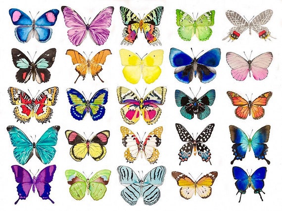 Butterfly Chart