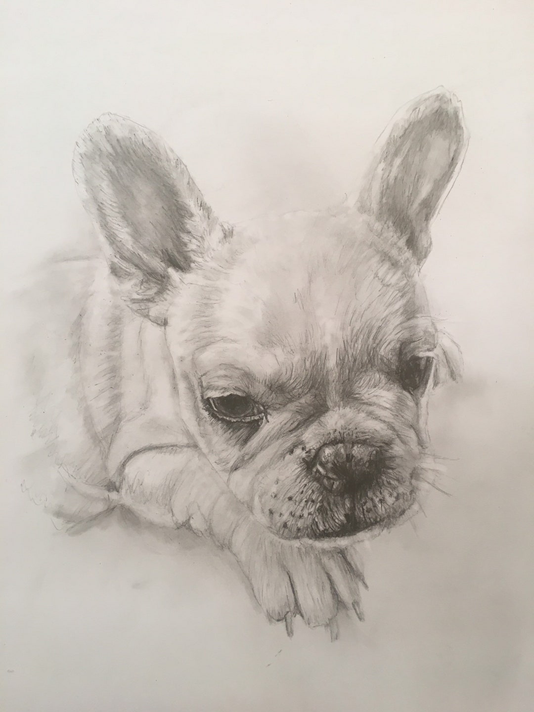 Custom Hand Drawn Pet Portrait - From Photograph Dog, Cat, Rabboe ...