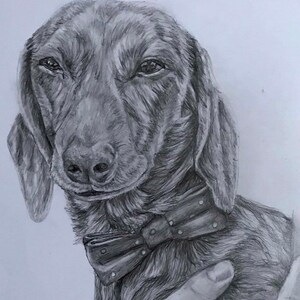 Dog portrait - pencil dawing