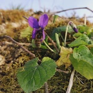 Getrocknete Viola Odorata und Primula Vulgaris - nur Blüten *für Tee, essbare Küchenkräuter* (10 g)