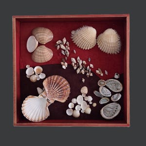 Può includere: Una scatola espositiva quadrata in legno con interno in velluto rosso e marrone scuro contenente una collezione di varie conchiglie. L'assortimento comprende grandi capesante a ventaglio, cuori spinosi, piccole conchiglie a spirale e abaloni.