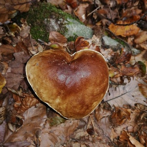 May include: A heart-shaped brown mushroom cap with a smooth, glossy surface and a distinct white margin. The top of the cap displays a deep, rich brown color with subtle variations in tone, featuring a rounded, symmetrical form resembling a heart.