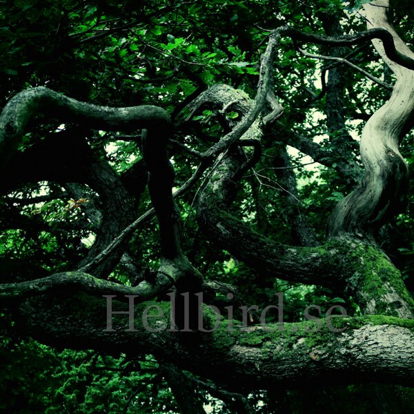 Half dead, old oak tree. Wall Art, Photography, Printable, Digital Instant Download Art Photo
