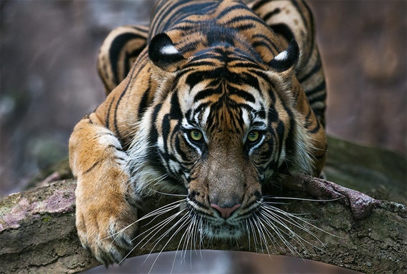 Tigers Wallpapers - Top Những Hình Ảnh Đẹp