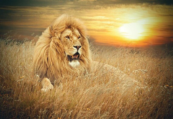 Wall Mural Jungle Wall Mural Lion Jungle Wall Mural Etsy