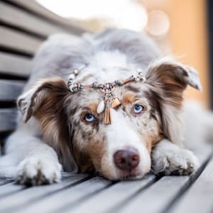 May include: A merle Australian Shepherd dog with bright blue eyes wearing a decorative headpiece featuring small beads, a metallic heart charm, and a short brown leather tassel resting on its forehead between its ears.