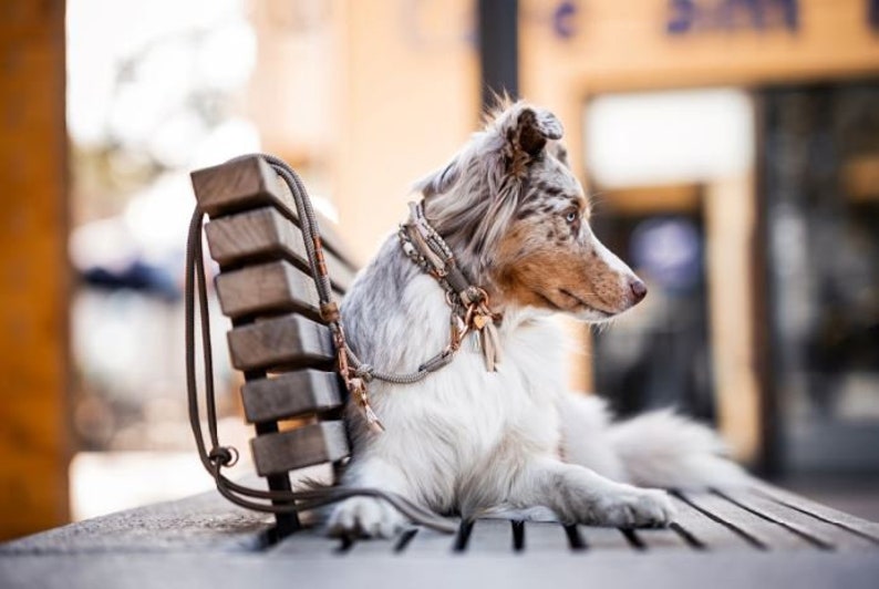 Dog collar Vagabond Chichi Ivory made of rope and leather color taupe and mother of pearl details available in silver, gold or rose gold image 3