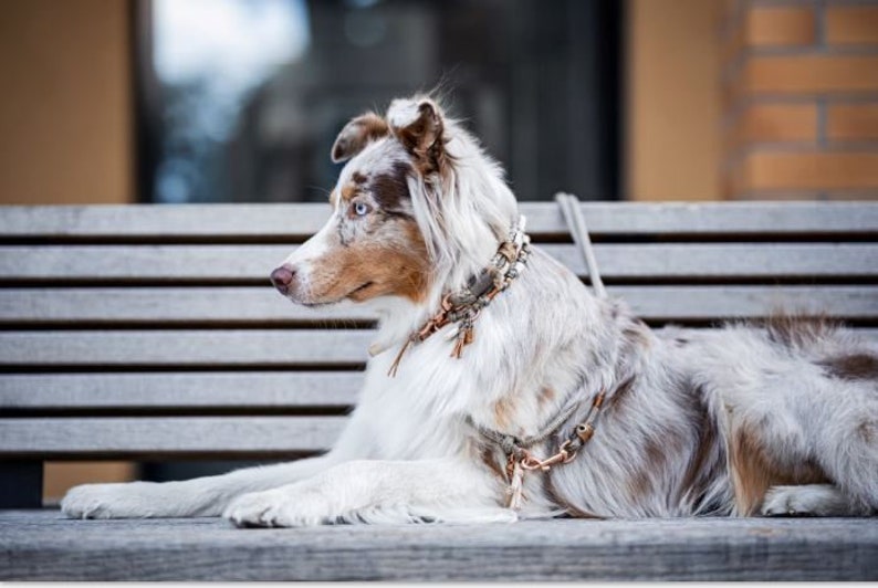 Dog collar Vagabond Chichi Ivory made of rope and leather color taupe and mother of pearl details available in silver, gold or rose gold image 10