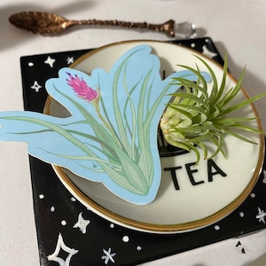 Air Plant Sticker - Holographic, Unikat, Plant Mom, Süß, Original, Sukkulenten, Sticker für Laptop, Reisebecher, Wasserflasche, Hydroflask