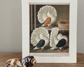 1876 Original Antique Matted Lithograph - Pigeon - Silky Fantail Pigeons - Antique Bird Art - Decorative Wall Art
