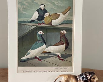 Antique Pigeon Lithograph - Short Faced Tumbler Bird Print (1876)