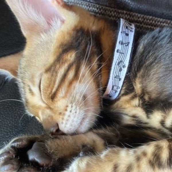 Collier pour chat avec notes de musique, boucle de sécurité, cadeau pour mélomane, joli cadeau pour animal de compagnie