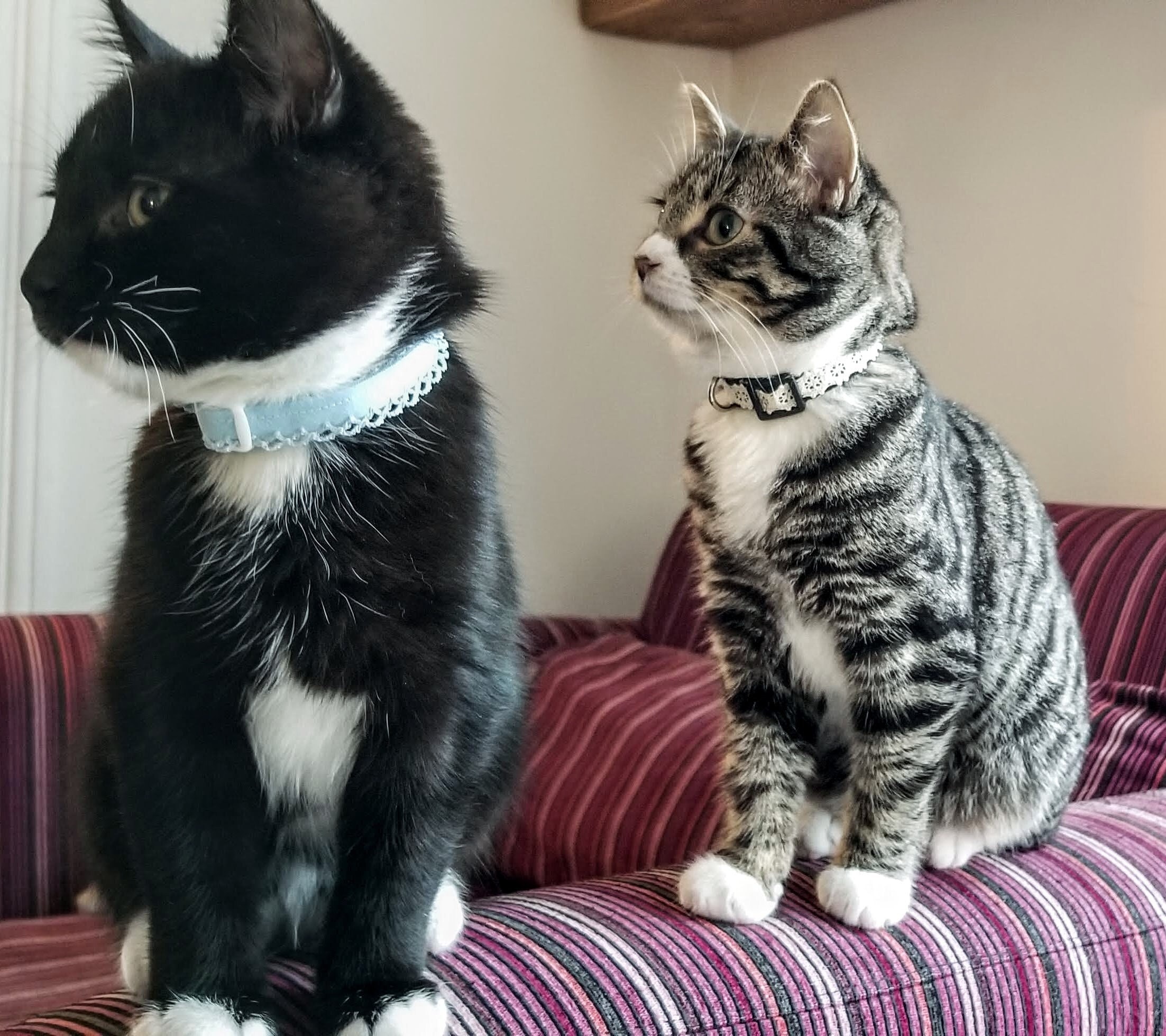 Katzenhalsband Aus Samt – Mit Glöckchen Und Sicherheits-Schnellverschluss, Verstellbar, Blau