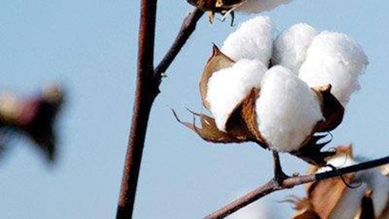 Farm House Rustic Natural Vintage Cotton /& pod GARLAND 6/' Harvest everyday DIY wreanth floral 72H Christmas for Fall