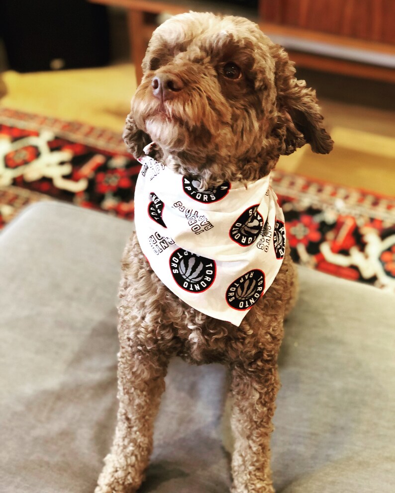 toronto raptors dog jersey