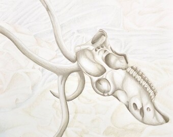 Caribou Skull – still life drawing, soft colours, original artwork, coloured pencils